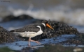 Oystercatcher 0410_3